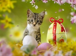 Pâques avec son chat